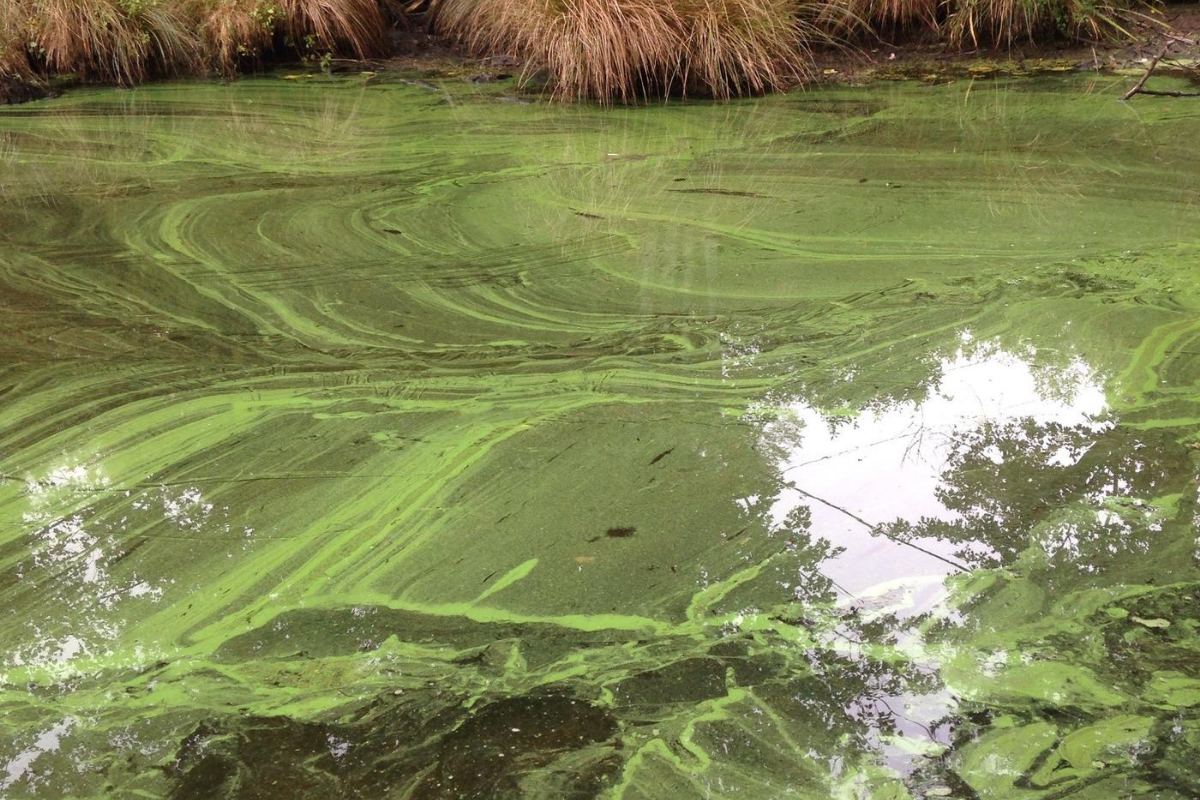Harmful Algal Blooms: Know it, AVOID it, Report it!