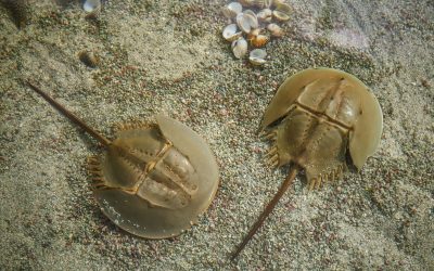 Endangered Species Day: Horseshoe Crabs