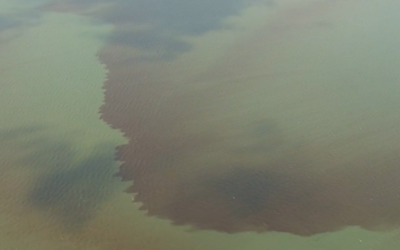 Mahogany Tide Returns to Great South Bay