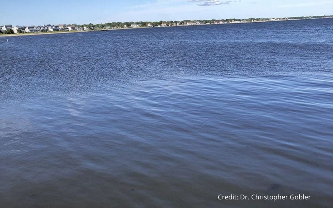 Harmful Brown Tide Erupts Across the Great South Bay