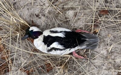 Protecting Public Health: Reporting Bird Carcasses & Preventing the Spread of Avian Influenza
