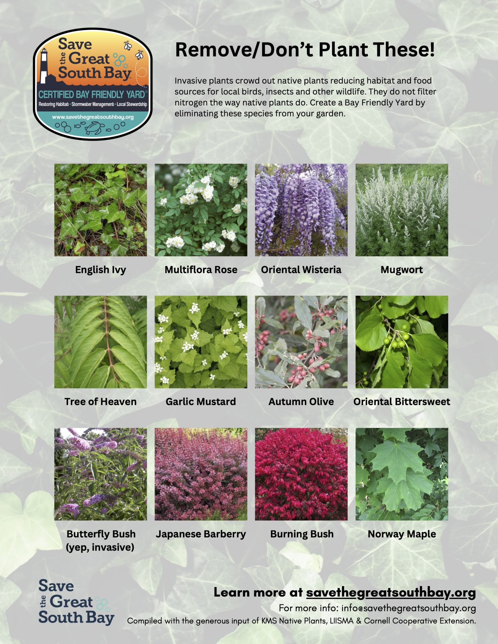 Bay Friendly Yard BFY Native Plant Flyer