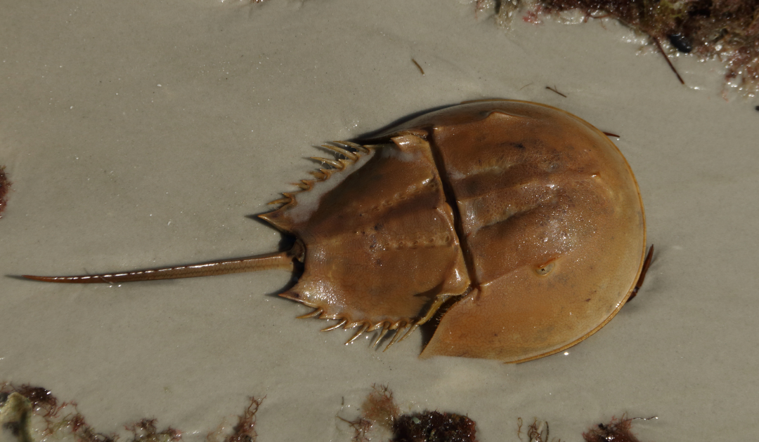 New York Takes a Historic Step to Protect Horseshoe Crabs