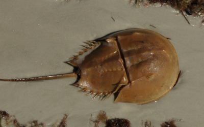 New York Takes a Historic Step to Protect Horseshoe Crabs