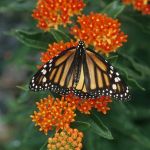 Butterflly Milkweed   (Asclepias tuberosa) courtesy of LI Natives