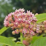 Common Milkweed (Asclepias syriaca)