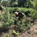 Intern Peter Snyder, SUNY Maritime, jumped in to help plant the new milkweed.