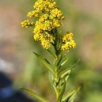 Seaside Goldenrod (Solidago sempervirens)  courtesy of LI Natives