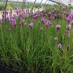 Marsh Blazing Star (liatris spicata) courtesy of LI Natives
