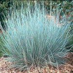 Little Blue Stem (schiz. scoparium) courtesy of LI Natives