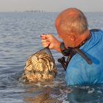 Great South Bay Oyster Project